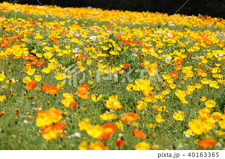 ポピー ポピー 40163365