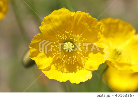 ポピー ポピー 40163367