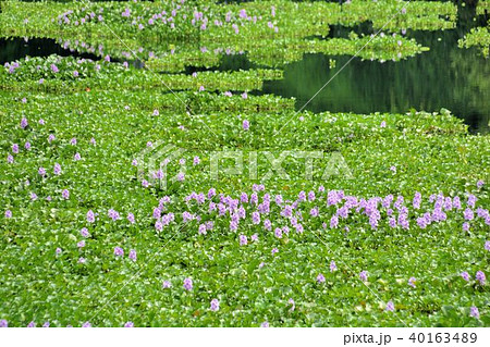 湿生植物 水やり 瓢箪 40163489