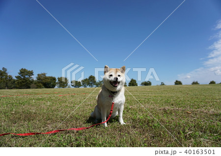 草原でボール遊びをする柴犬 40163501
