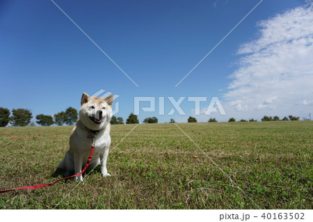 草原でボール遊びをする柴犬 草原でボール遊びをする柴犬 40163502