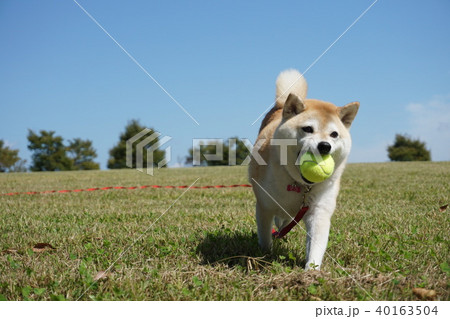 草原でボール遊びをする柴犬 草原でボール遊びをする柴犬 40163504