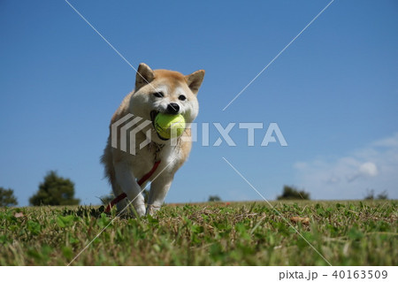 草原でボール遊びをする柴犬 草原でボール遊びをする柴犬 40163509