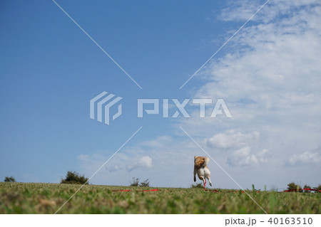 草原でボール遊びをする柴犬 草原でボール遊びをする柴犬 40163510