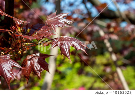 red maple leaves against green background red maple leaves against green background 40163622