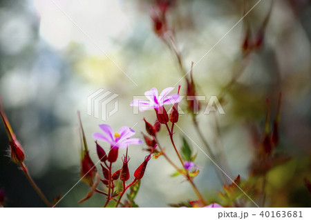 ヒメフウロ 40163681