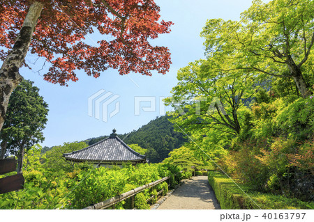 善峯寺　新緑　ツツジ 40163797