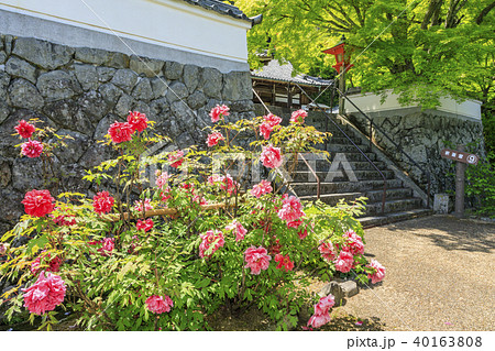 善峯寺 新緑 ツツジ 善峯寺 新緑 ツツジ 40163808