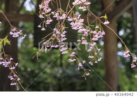 金剛輪寺　桜　新緑 40164042