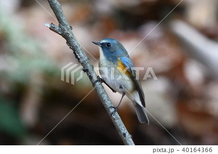 薬師池公園の野鳥 薬師池公園の野鳥 40164366