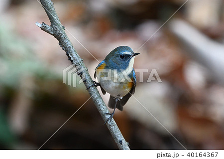 薬師池公園の野鳥 薬師池公園の野鳥 40164367