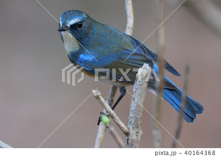 薬師池公園の野鳥 40164368