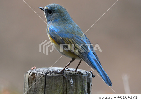 薬師池公園の野鳥 薬師池公園の野鳥 40164371