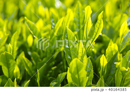 朝日の中の茶畑 40164385