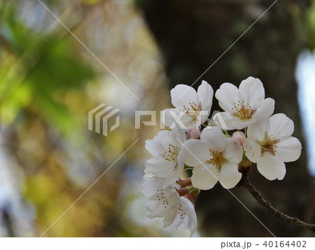 桜ブローチ 40164402