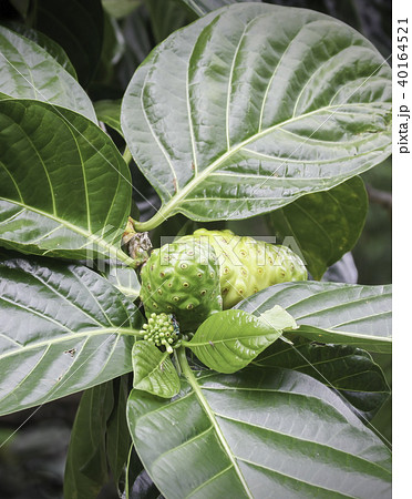 ヤエヤマアオキ（ノニ）の果実と蕾 40164521