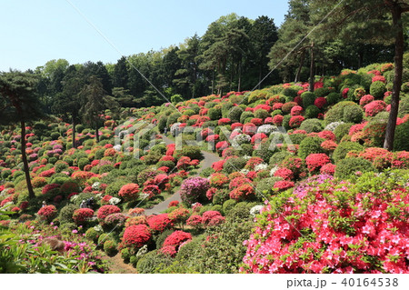 東京都青梅市塩船観音寺の風景 40164538