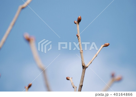 Spring bud against blue sky 40164866