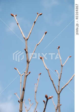 Spring branches with new buds Spring branches with new buds 40164867