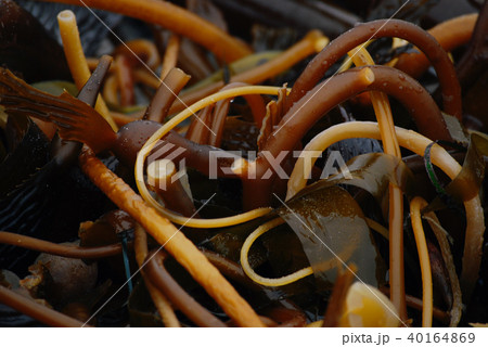 Brown ocean seaweed abstract background Brown ocean seaweed abstract background 40164869