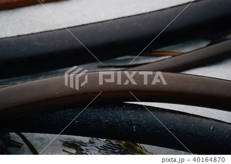 Bull whip kelp tube ocean seaweed Bull whip kelp tube ocean seaweed 40164870