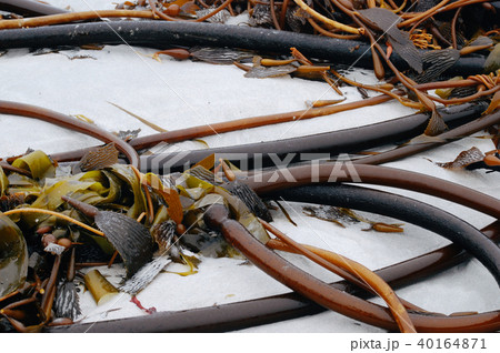 Bull whip kelp on white sand Bull whip kelp on white sand 40164871