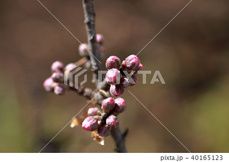 源平咲もものつぼみ 40165123