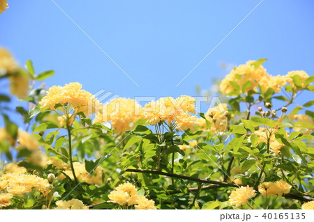 モッコウバラの花 40165135