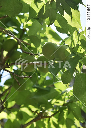 梅 青梅 南高梅 阿久根市 鹿児島県 梅 青梅 南高梅 阿久根市 鹿児島県 40165667