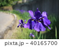 あやめ 40165700