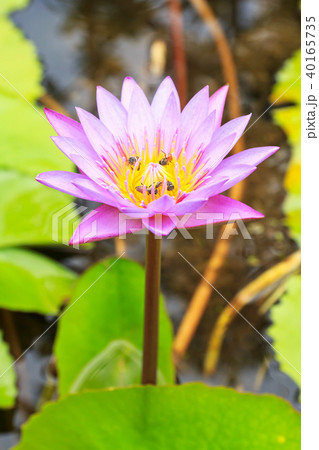 Purple lotus Purple lotus 40165735