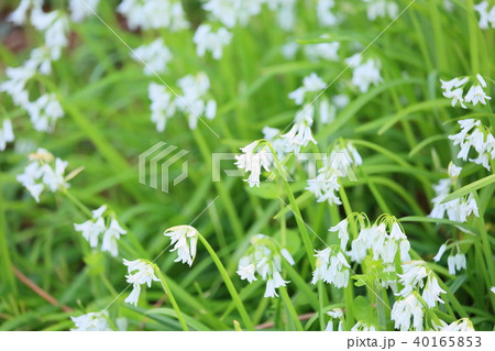 シラーの花 40165853