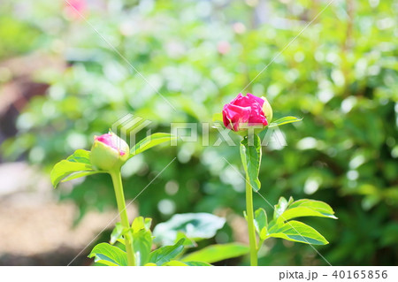 シャクヤクの花 シャクヤクの花 40165856