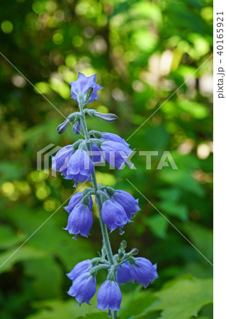 淡い青紫色が美しいシラゲシャジン 40165921
