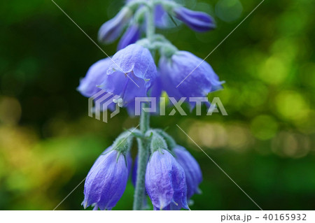 淡い青紫色が美しいシラゲシャジン 40165932
