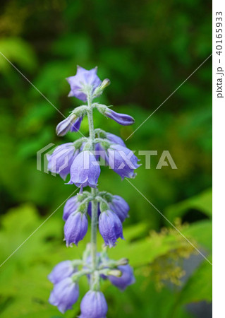 淡い青紫色が美しいシラゲシャジン 淡い青紫色が美しいシラゲシャジン 40165933
