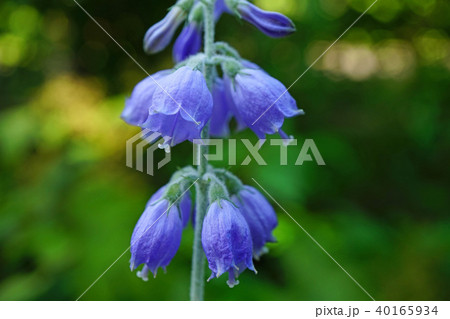 淡い青紫色が美しいシラゲシャジン 40165934