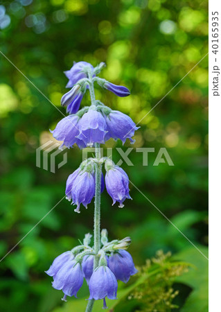 淡い青紫色が美しいシラゲシャジン 淡い青紫色が美しいシラゲシャジン 40165935