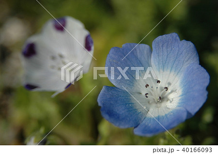 ネモフィラ二種 ネモフィラ二種 40166093