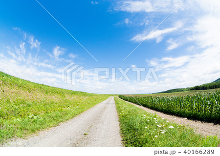 畑の中の砂利道 40166289