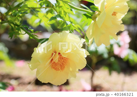 ボタンの花 ボタンの花 40166321