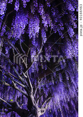 白毫寺/九尺藤 40166463