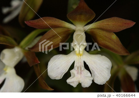 自然 植物 エビネ、春に咲くラン。萼片と側花弁は地味な褐色で唇弁が大きく切れ込んでいます 自然 植物 エビネ、春に咲くラン。萼片と側花弁は地味な褐色で唇弁が大きく切れ込んでいます 40166644