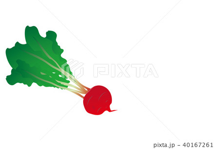 野菜あかかぶ 野菜あかかぶ 40167261