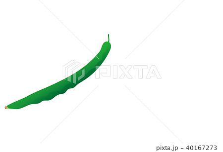 野菜いんげんまめ 40167273