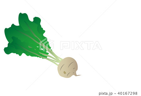 野菜かぶ 40167298