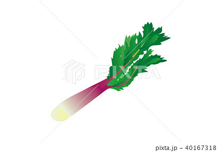 野菜ウド 野菜ウド 40167318