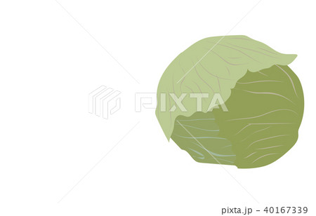 野菜キャベツ 野菜キャベツ 40167339