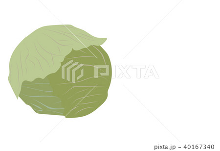 野菜キャベツ 野菜キャベツ 40167340