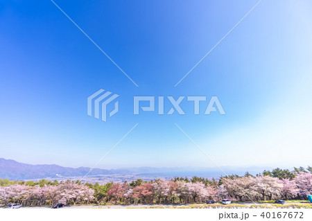 日本の春 福島・猪苗代 昭和の森(天鏡台)の桜並木 40167672
